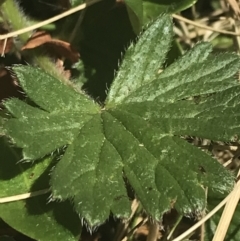 Geranium antrorsum at Booth, ACT - 2 Jan 2022