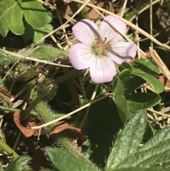 Geranium antrorsum at Booth, ACT - 2 Jan 2022 12:30 PM