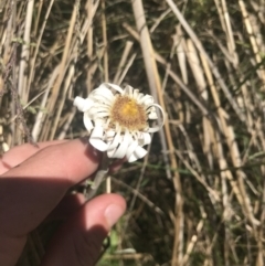 Celmisia tomentella (Common Snow Daisy) at Booth, ACT - 2 Jan 2022 by Tapirlord