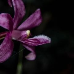 Dipodium roseum (Rosy Hyacinth Orchid) at Tralee, NSW - 12 Jan 2022 by dan.clark