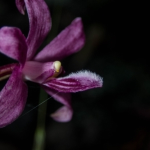 Dipodium roseum at Tralee, NSW - 12 Jan 2022