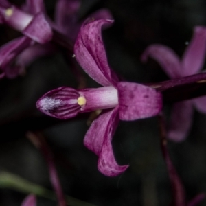 Dipodium roseum at Tralee, NSW - 12 Jan 2022