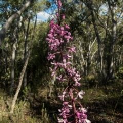 Dipodium roseum at Tralee, NSW - 12 Jan 2022