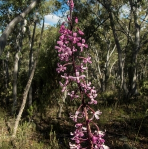 Dipodium roseum at Tralee, NSW - 12 Jan 2022