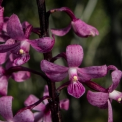 Dipodium roseum at Tralee, NSW - 12 Jan 2022