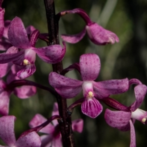 Dipodium roseum at Tralee, NSW - 12 Jan 2022