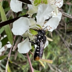 Megachile (Hackeriapis) oblonga (A Megachild bee) at Murrumbateman, NSW - 12 Jan 2022 by SimoneC