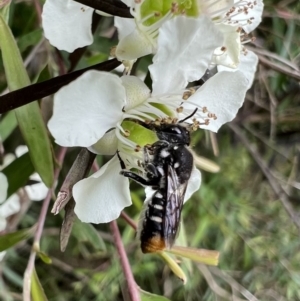 Megachile (Hackeriapis) oblonga at Murrumbateman, NSW - 12 Jan 2022