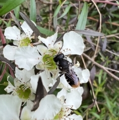 Megachile (Hackeriapis) oblonga at Murrumbateman, NSW - 12 Jan 2022