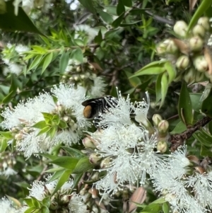 Megachile (Hackeriapis) oblonga at Murrumbateman, NSW - 12 Jan 2022