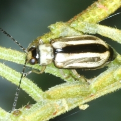 Monolepta froggatti (Leaf beetle) at QPRC LGA - 9 Jan 2022 by jbromilow50