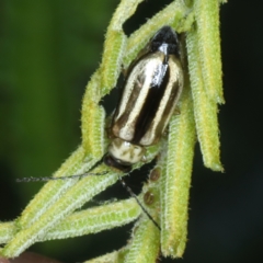 Monolepta froggatti at Mulloon, NSW - 10 Jan 2022