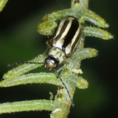 Monolepta froggatti at Mulloon, NSW - 10 Jan 2022