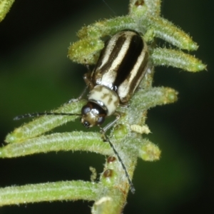 Monolepta froggatti at Mulloon, NSW - 10 Jan 2022