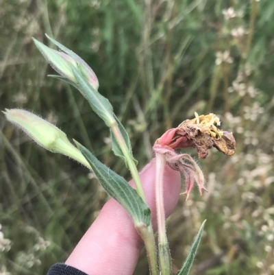 Oenothera indecora subsp. bonariensis (Small-flower Evening Primrose) at Tennent, ACT - 2 Jan 2022 by Tapirlord