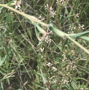 Oenothera indecora subsp. bonariensis at Tennent, ACT - 2 Jan 2022