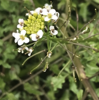 Rorippa microphylla (One-rowed Watercress) at Gigerline Nature Reserve - 2 Jan 2022 by Tapirlord