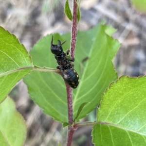 Thynninae (subfamily) at Bruce, ACT - 12 Jan 2022