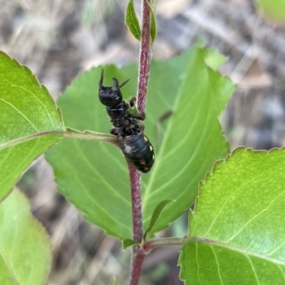 Thynninae (subfamily) (Smooth flower wasp) at Bruce, ACT - 12 Jan 2022 by Spectregram