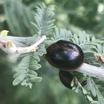 Dicranosterna immaculata (Acacia leaf beetle) at Gigerline Nature Reserve - 2 Jan 2022 by Tapirlord