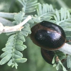 Dicranosterna immaculata at Tennent, ACT - 2 Jan 2022 02:12 PM