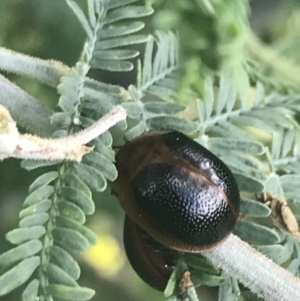 Dicranosterna immaculata at Tennent, ACT - 2 Jan 2022 02:12 PM