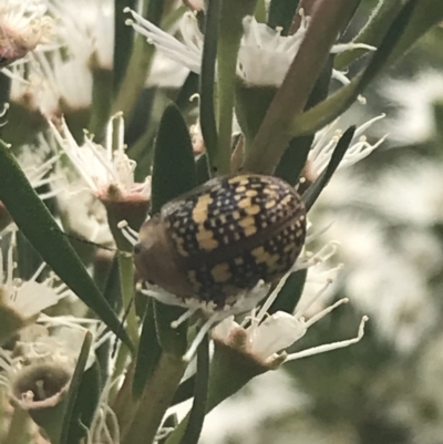 Paropsis pictipennis (Tea-tree button beetle) at Gigerline Nature Reserve - 2 Jan 2022 by Tapirlord