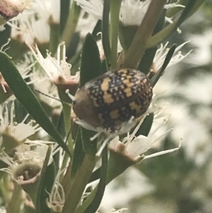 Paropsis pictipennis at Tennent, ACT - 2 Jan 2022
