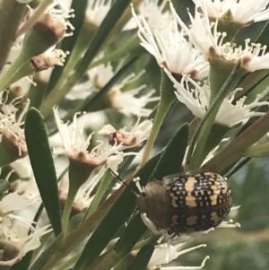 Paropsis pictipennis at Tennent, ACT - 2 Jan 2022