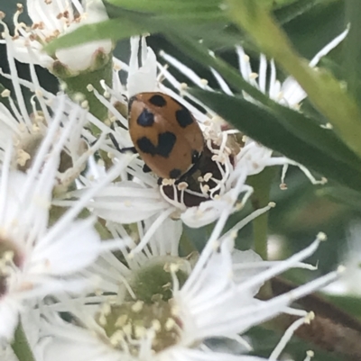 Hippodamia variegata (Spotted Amber Ladybird) at Gigerline Nature Reserve - 2 Jan 2022 by Tapirlord