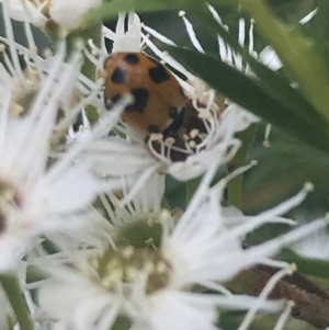 Hippodamia variegata at Tennent, ACT - 2 Jan 2022