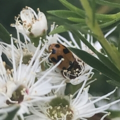 Hippodamia variegata at Tennent, ACT - 2 Jan 2022