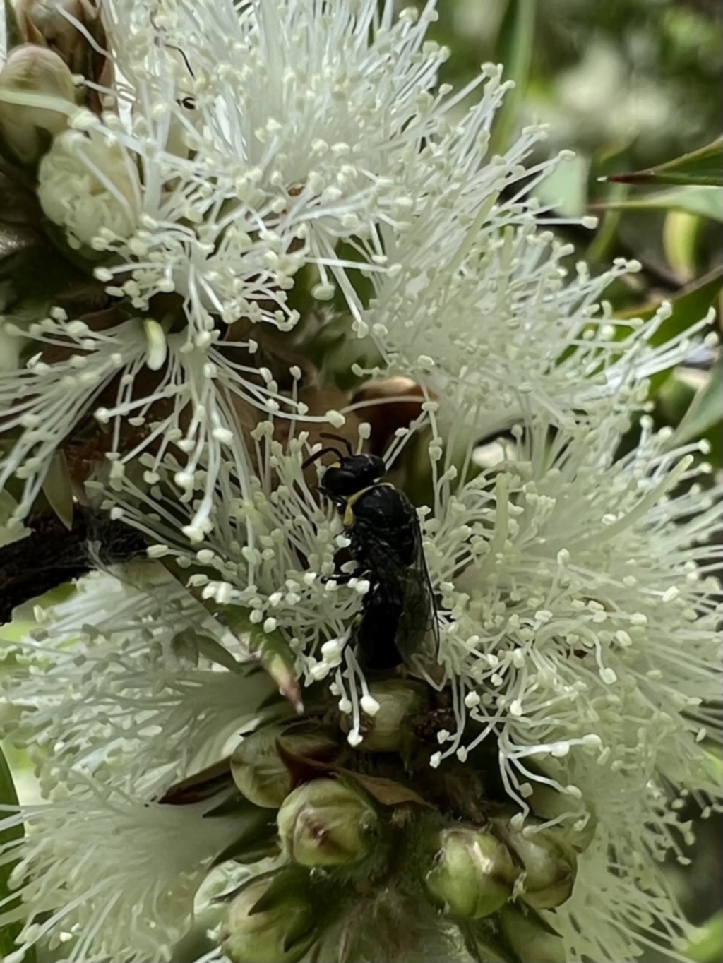 Hylaeus (Gnathoprosopis) amiculus at Murrumbateman, NSW - 12 Jan 2022