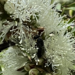 Hylaeus (Gnathoprosopis) amiculus (Hylaeus (Gnathoprosopis) amiculus) at Murrumbateman, NSW - 12 Jan 2022 by SimoneC