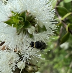 Hylaeus (Gnathoprosopis) amiculinus at Murrumbateman, NSW - 12 Jan 2022