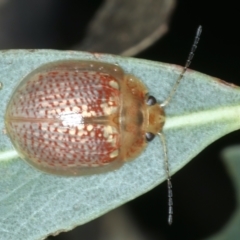 Paropsisterna decolorata (A Eucalyptus leaf beetle) at QPRC LGA - 9 Jan 2022 by jbromilow50