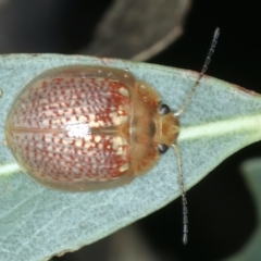 Paropsisterna decolorata (A Eucalyptus leaf beetle) at Mulloon, NSW - 10 Jan 2022 by jb2602