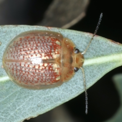 Paropsisterna decolorata (A Eucalyptus leaf beetle) at Mulloon, NSW - 10 Jan 2022 by jb2602