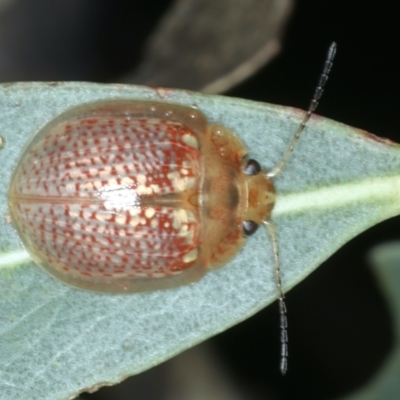 Paropsisterna decolorata (A Eucalyptus leaf beetle) at QPRC LGA - 9 Jan 2022 by jbromilow50