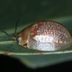 Paropsisterna decolorata at Mulloon, NSW - 10 Jan 2022 10:30 AM