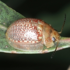 Paropsisterna decolorata at Mulloon, NSW - 10 Jan 2022 10:30 AM