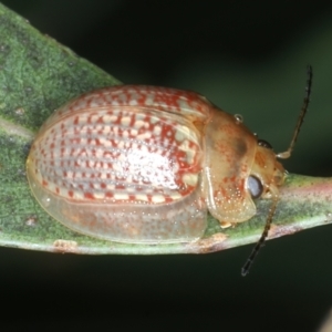 Paropsisterna decolorata at Mulloon, NSW - 10 Jan 2022 10:30 AM