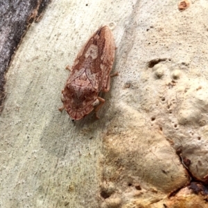 Stenocotis depressa at Aranda, ACT - 12 Jan 2022