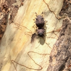 Platycoris rotundatus (A shield bug) at Aranda, ACT - 12 Jan 2022 by KMcCue