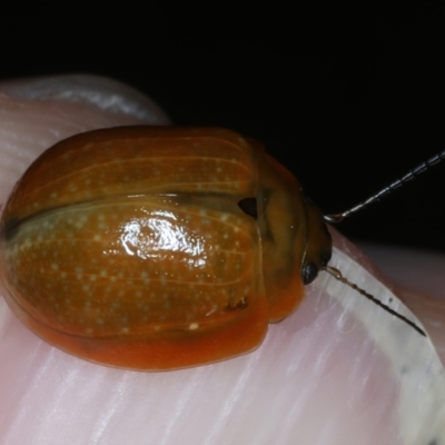 Paropsisterna cloelia (Eucalyptus variegated beetle) at Mulloon, NSW - 10 Jan 2022 by jb2602