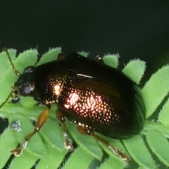 Edusella sp. (genus) (A leaf beetle) at Mongarlowe River - 10 Jan 2022 by jb2602