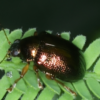 Edusella sp. (genus) (A leaf beetle) at QPRC LGA - 10 Jan 2022 by jb2602
