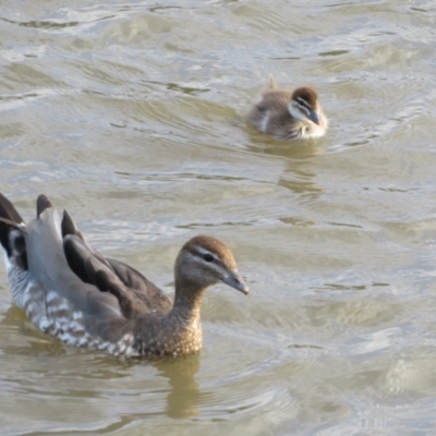 Chenonetta jubata (Australian Wood Duck) at Gungaderra Creek Ponds - 4 Jan 2022 by Christine