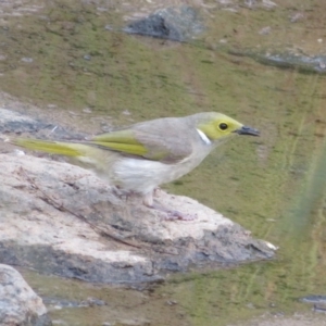 Ptilotula penicillata at Franklin, ACT - 4 Jan 2022