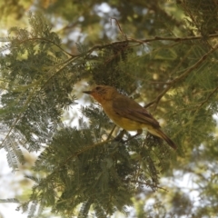 Acanthiza nana at Murrumbateman, NSW - 12 Jan 2022